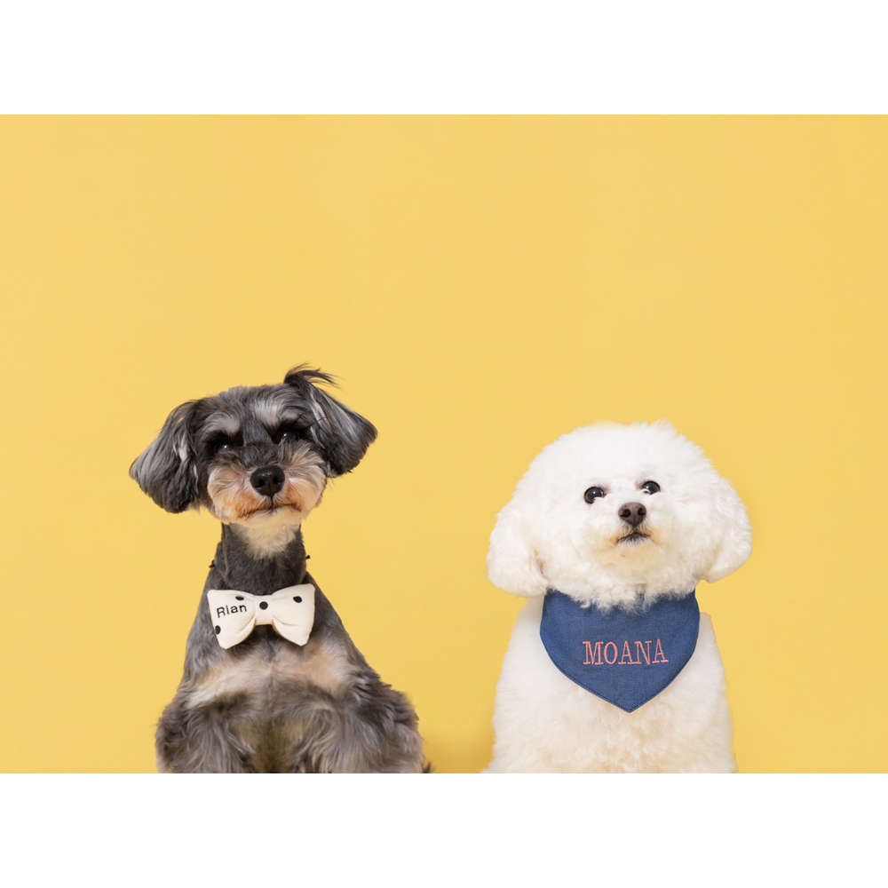 卒業犬のモアナちゃんとりあんちゃんの近況♪